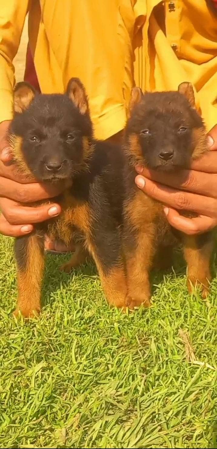 german shepherd dog / German Shepherd puppy dog 1