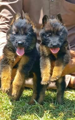 German shepherd puppy pair / german shepherd