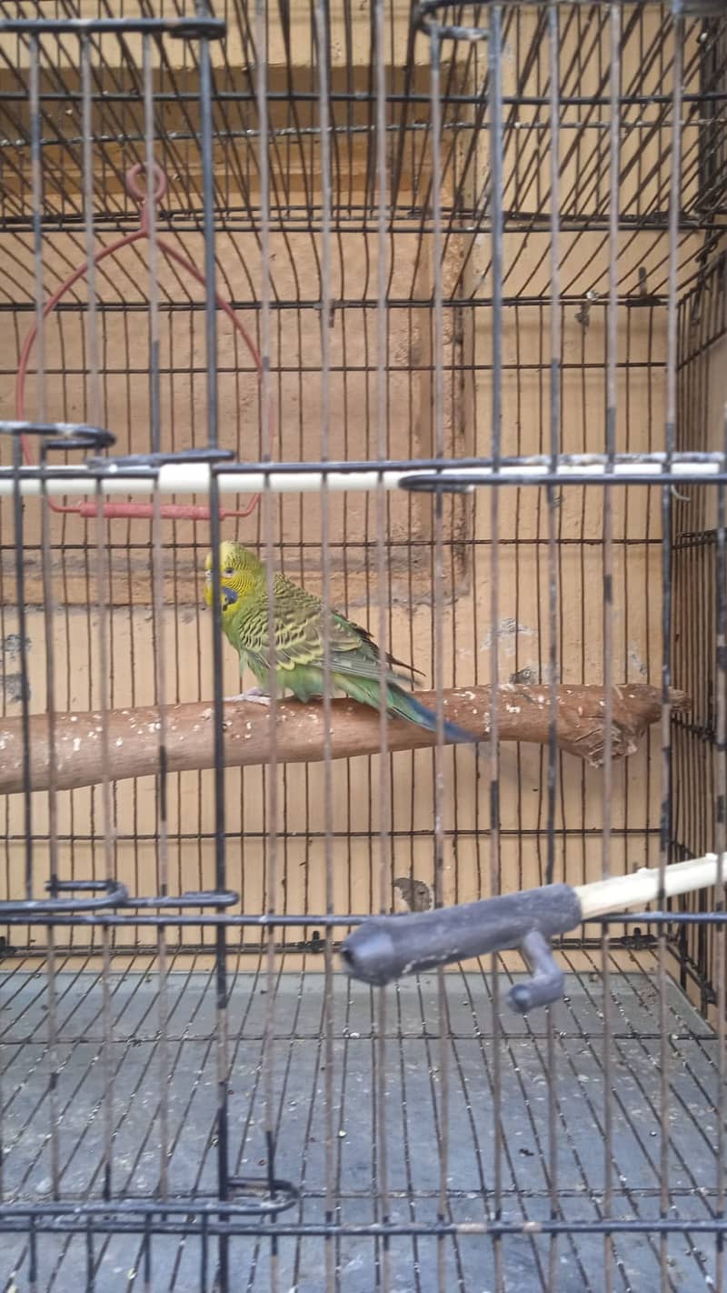 King size exhibition budgies breeder male 0