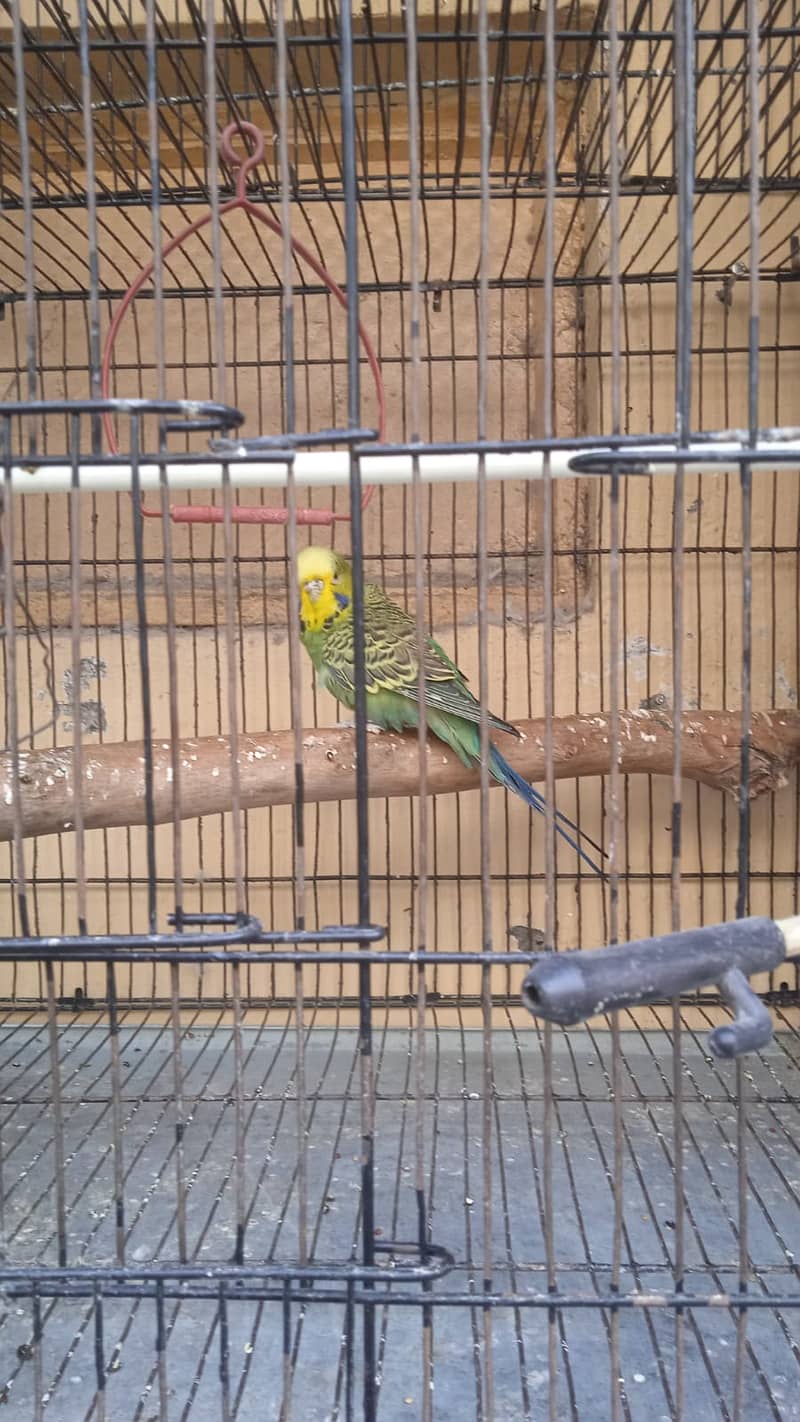 King size exhibition budgies breeder male 1