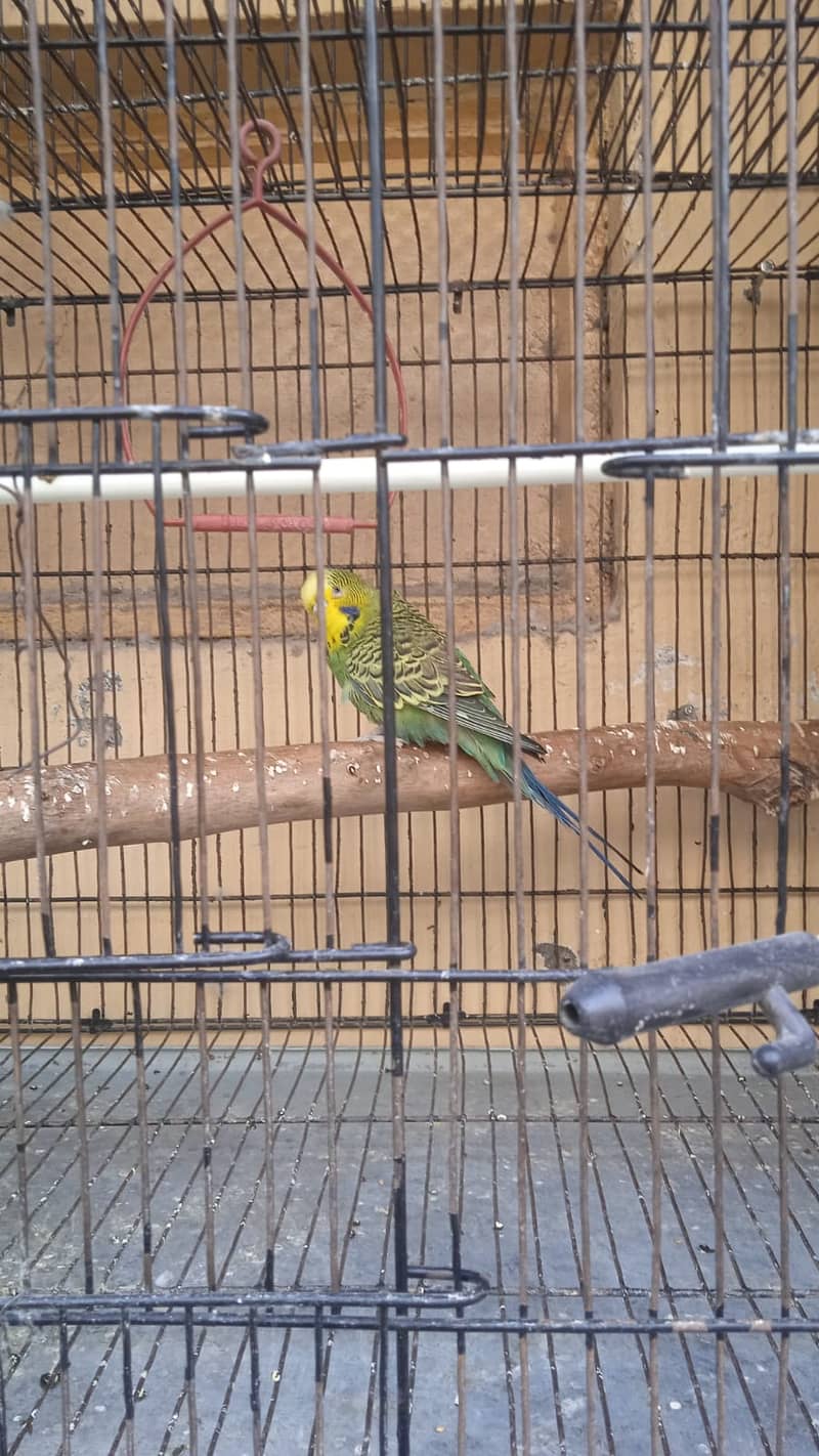 King size exhibition budgies breeder male 2