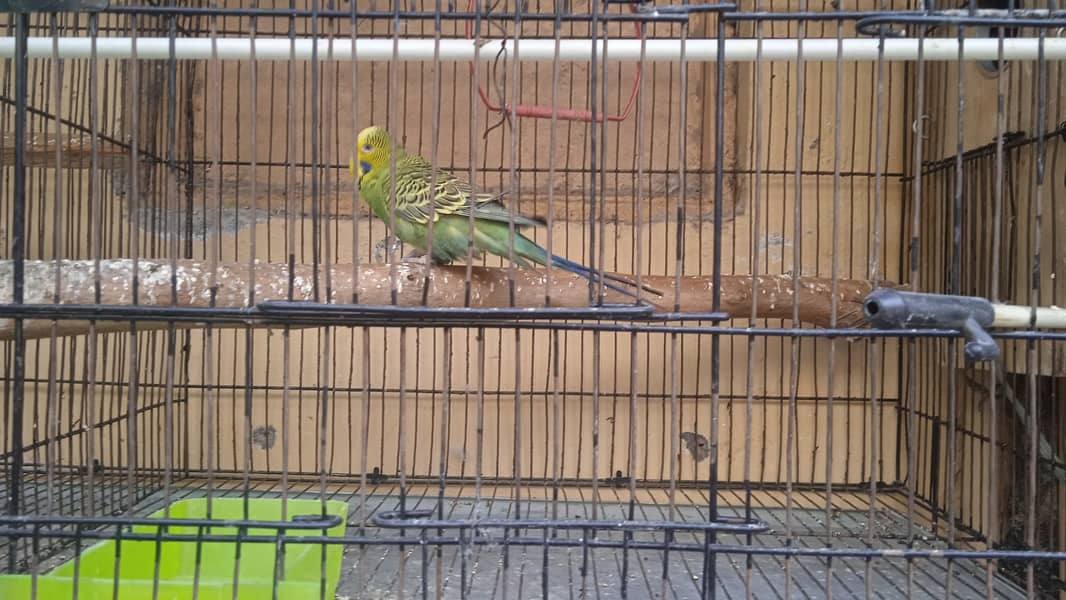 King size exhibition budgies breeder male 3