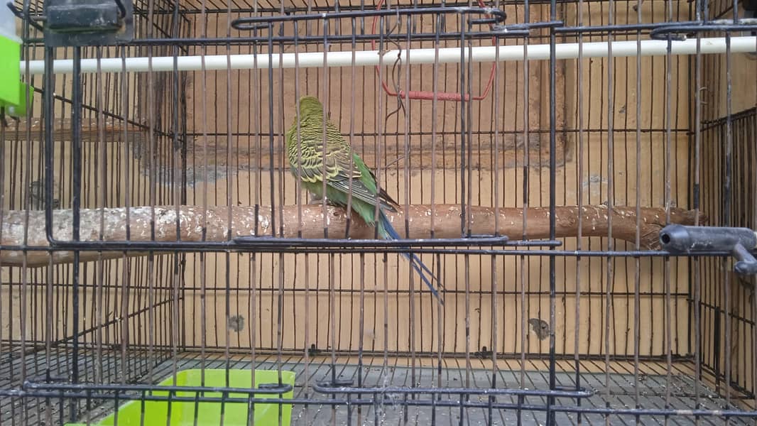 King size exhibition budgies breeder male 4