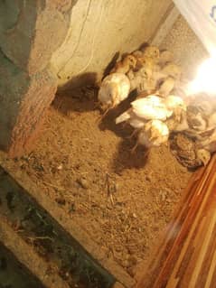 30 chicks High Quality Pure Mianwali Aseel Chicks