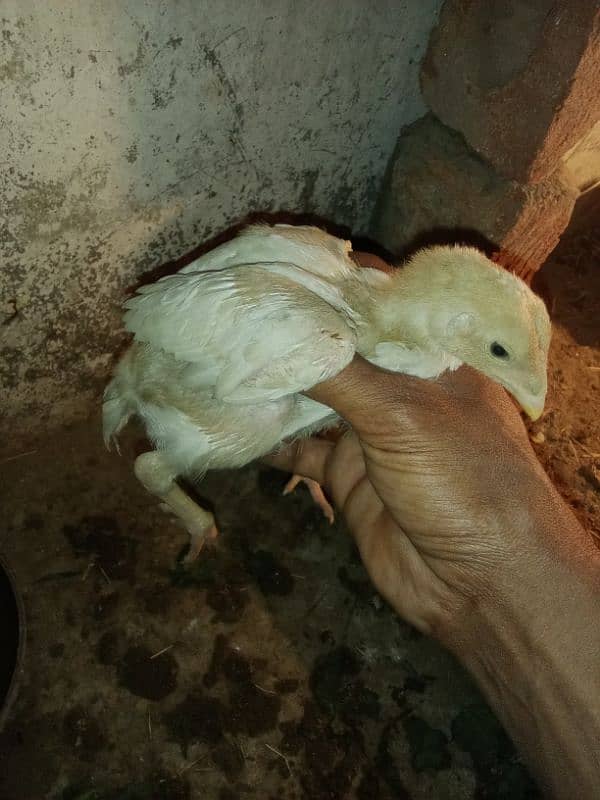 30 chicks High Quality Pure Mianwali Aseel Chicks 1