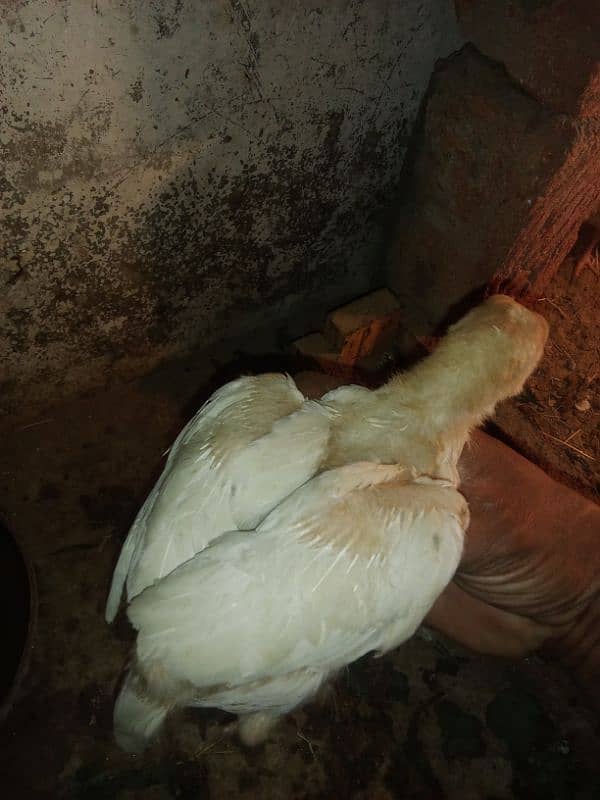 30 chicks High Quality Pure Mianwali Aseel Chicks 2