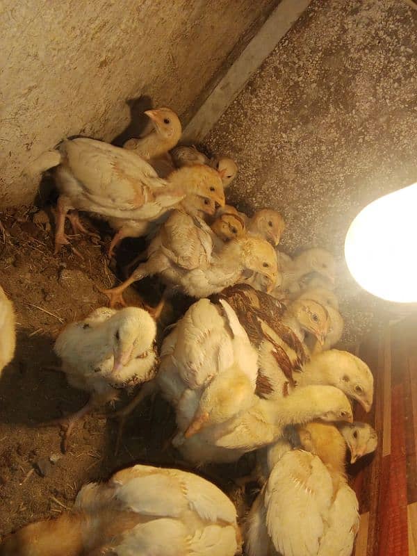 30 chicks High Quality Pure Mianwali Aseel Chicks 3