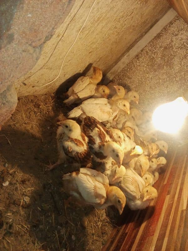 30 chicks High Quality Pure Mianwali Aseel Chicks 4