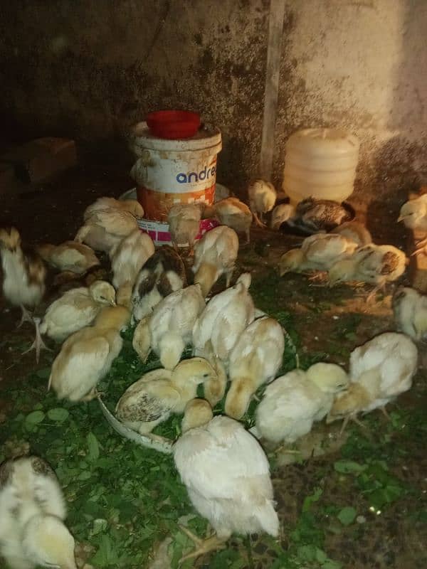 30 chicks High Quality Pure Mianwali Aseel Chicks 5