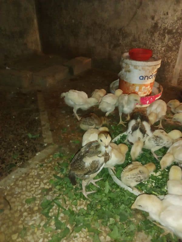 30 chicks High Quality Pure Mianwali Aseel Chicks 6