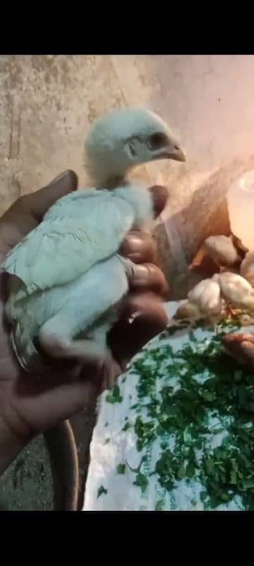 30 chicks High Quality Pure Mianwali Aseel Chicks 7