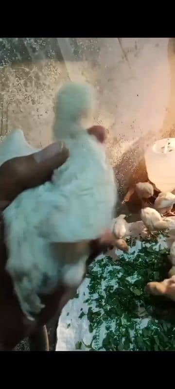 30 chicks High Quality Pure Mianwali Aseel Chicks 8