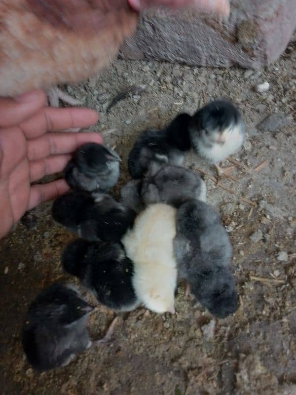 Thai caross aseel chicks 03014237451 call me 1