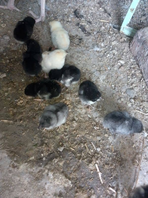 Thai caross aseel chicks 03014237451 call me 2