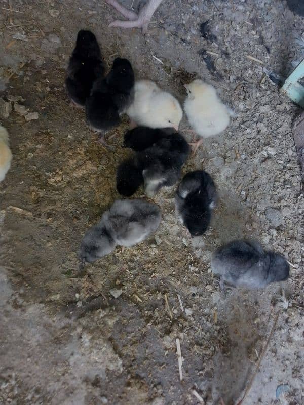 Thai caross aseel chicks 03014237451 call me 3