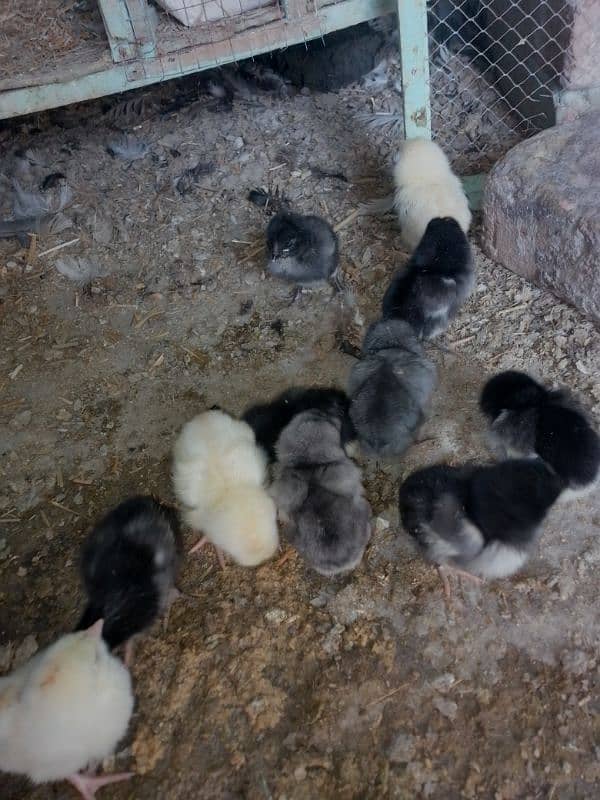 Thai caross aseel chicks 03014237451 call me 6