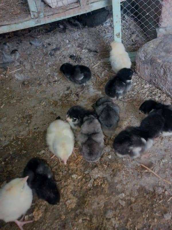 Thai caross aseel chicks 03014237451 call me 7