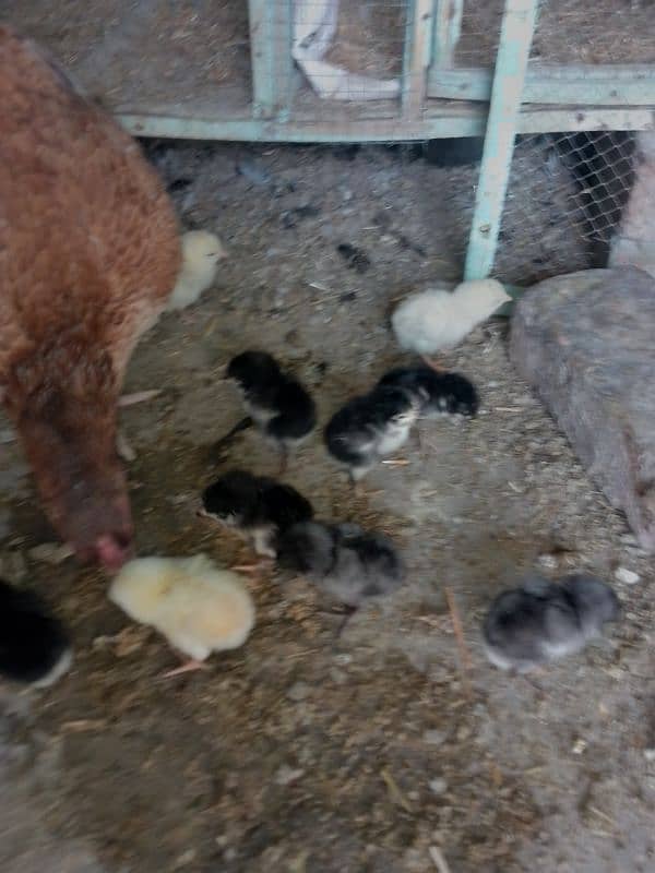 Thai caross aseel chicks 03014237451 call me 8