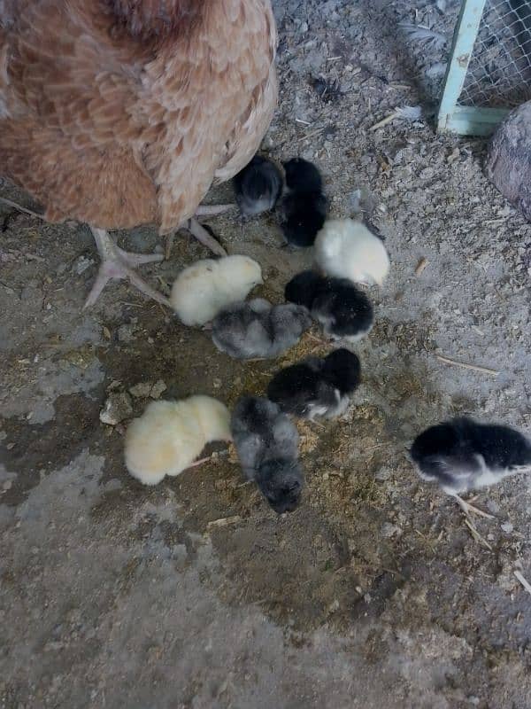 Thai caross aseel chicks 03014237451 call me 9