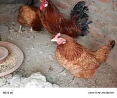 desi hens for sale