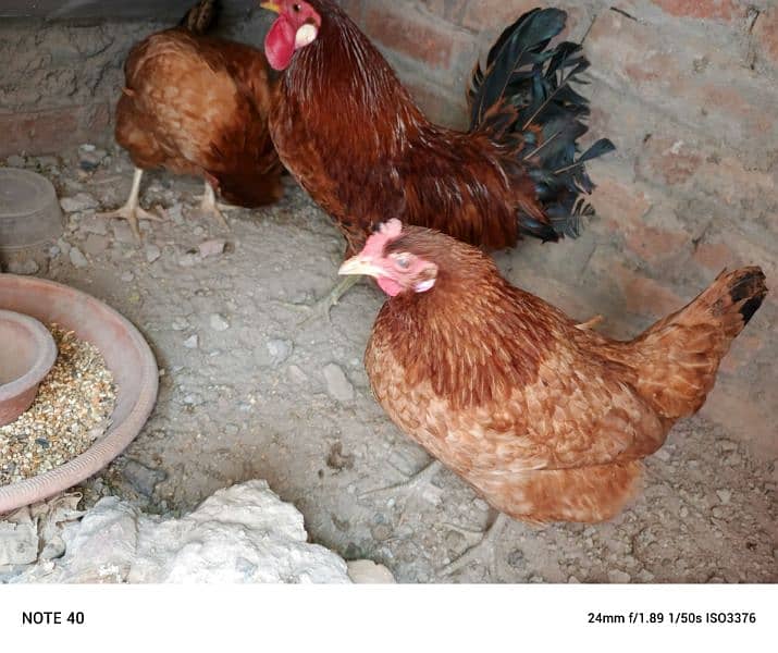 desi hens for sale 0