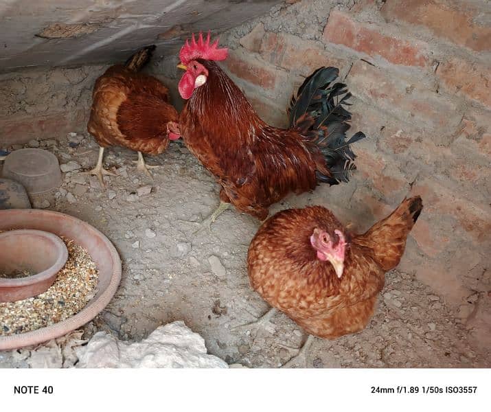 desi hens for sale 1