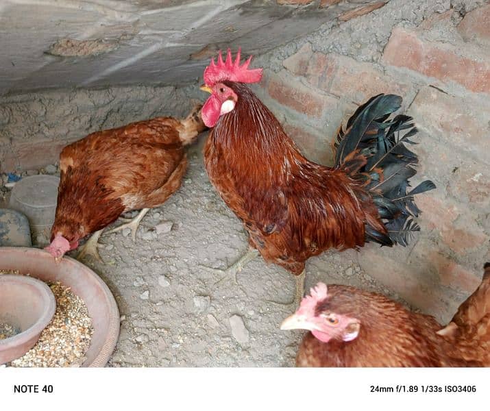 desi hens for sale 2