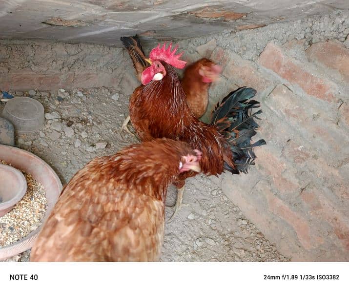 desi hens for sale 3