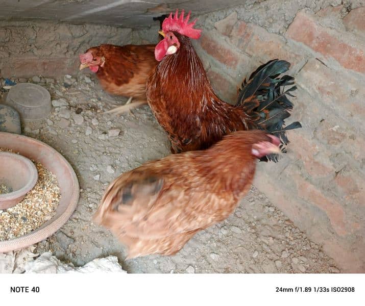 desi hens for sale 4