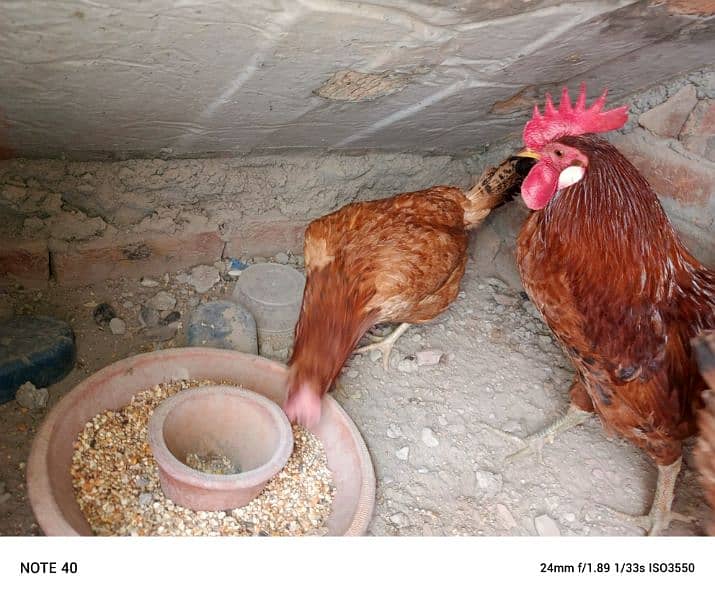 desi hens for sale 5