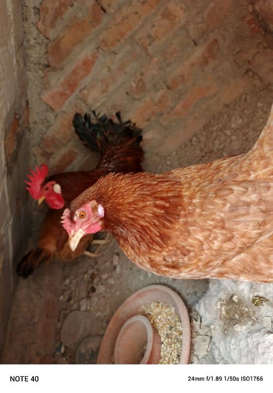 desi hens for sale 6