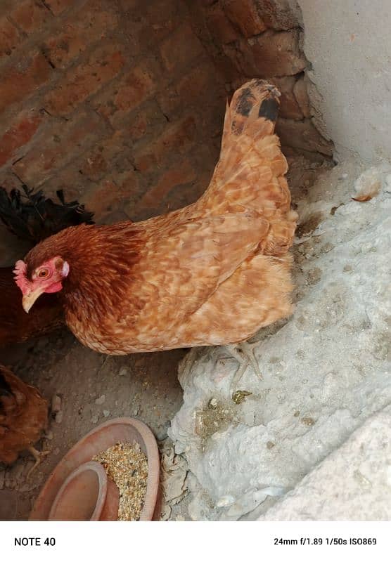 desi hens for sale 7