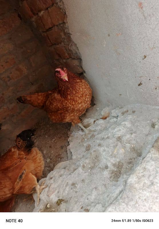 desi hens for sale 8