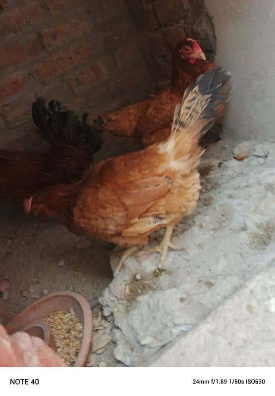 desi hens for sale 9