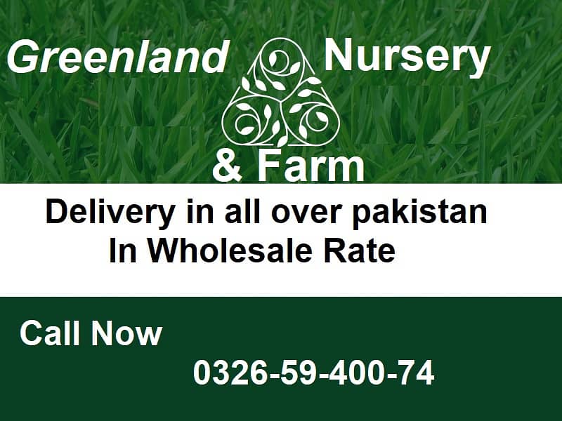 Natural Korean Grass | Fine Dhaka Grass | American Grass | Natural 0