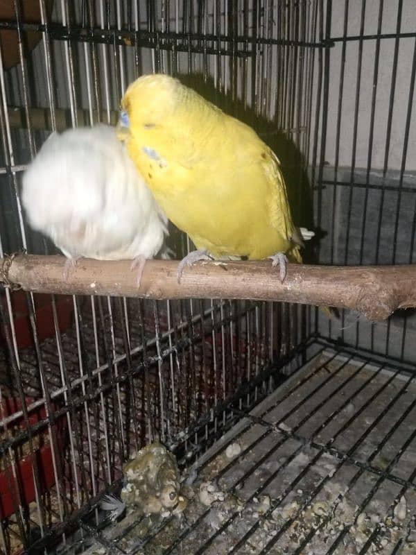 Exhibition Breeder pair 2