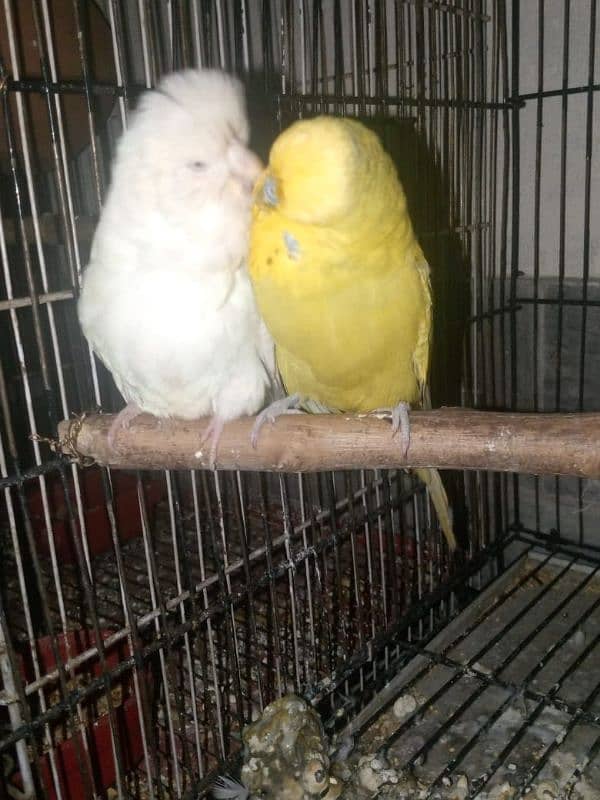 Exhibition Breeder pair 3