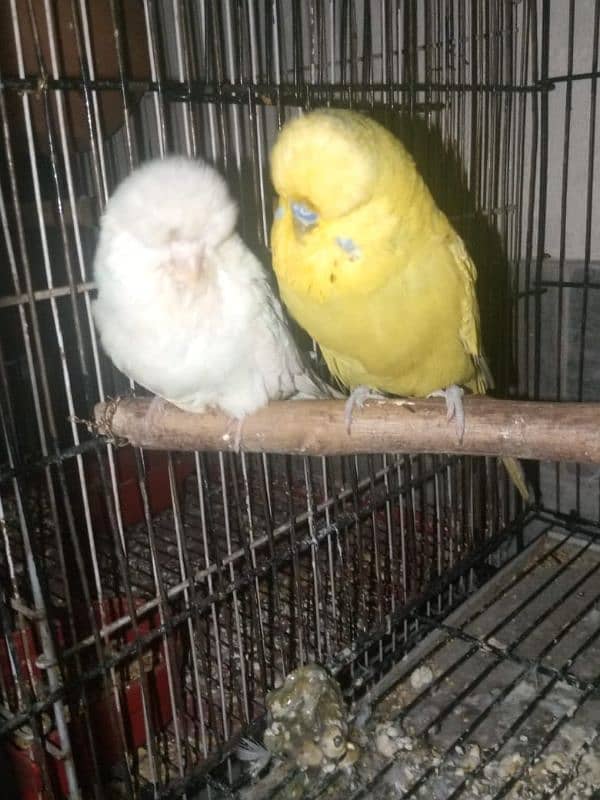 Exhibition Breeder pair 4