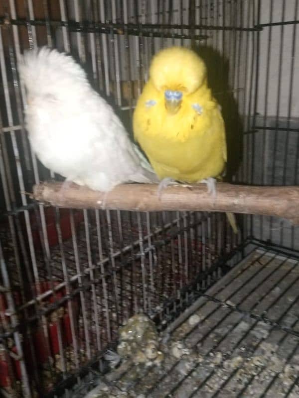 Exhibition Breeder pair 5