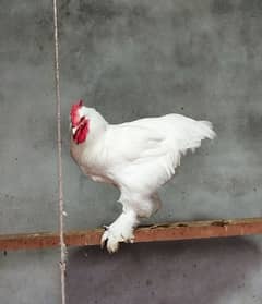 White Heavy Buff Chicks and Eggs