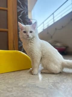 Pure Persian White Cat for Sale