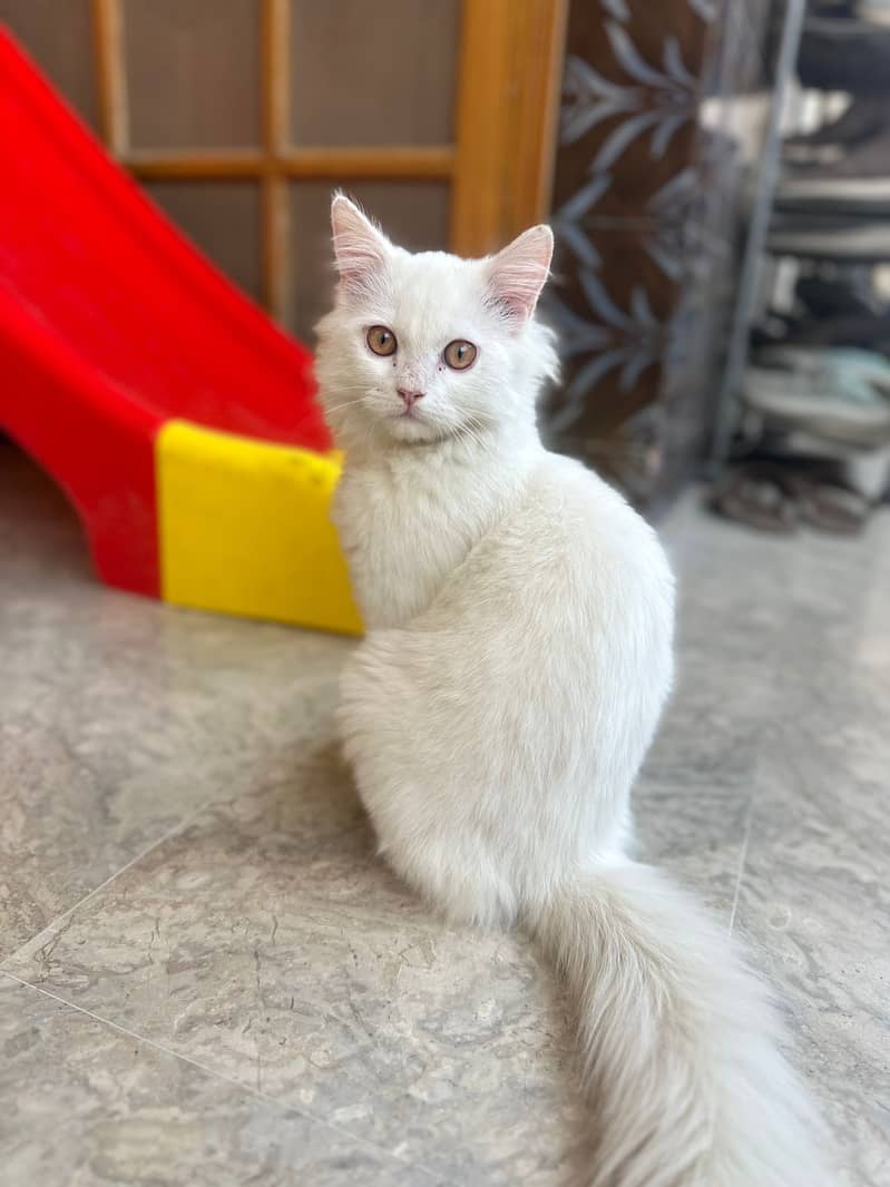 Pure Persian White Cat for Sale 1