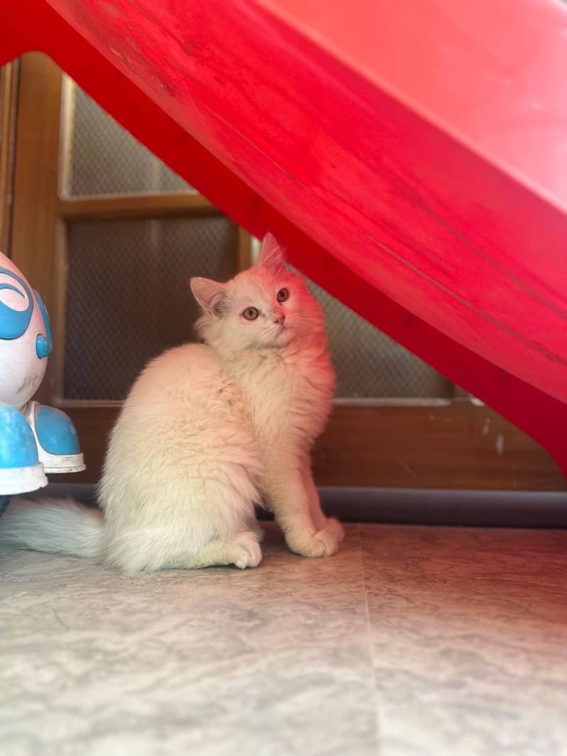 Pure Persian White Cat for Sale 2