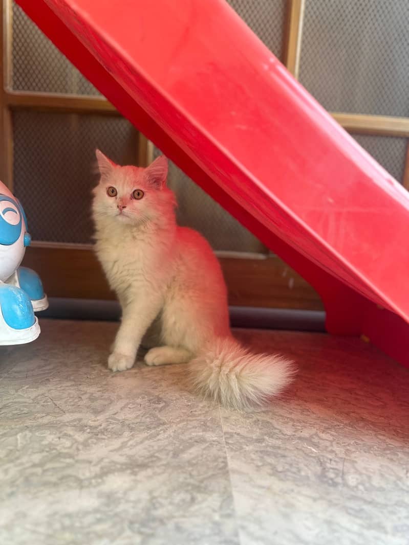 Pure Persian White Cat for Sale 3