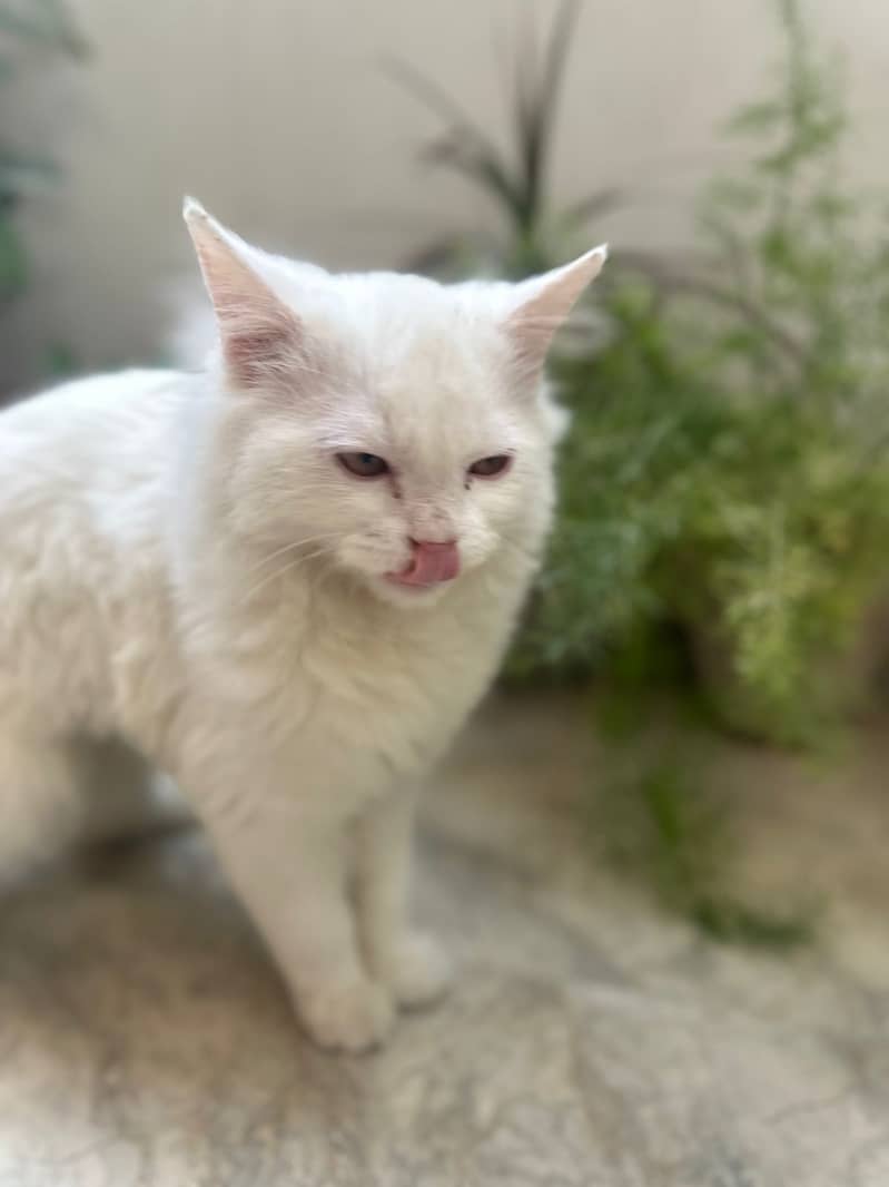 Pure Persian White Cat for Sale 4