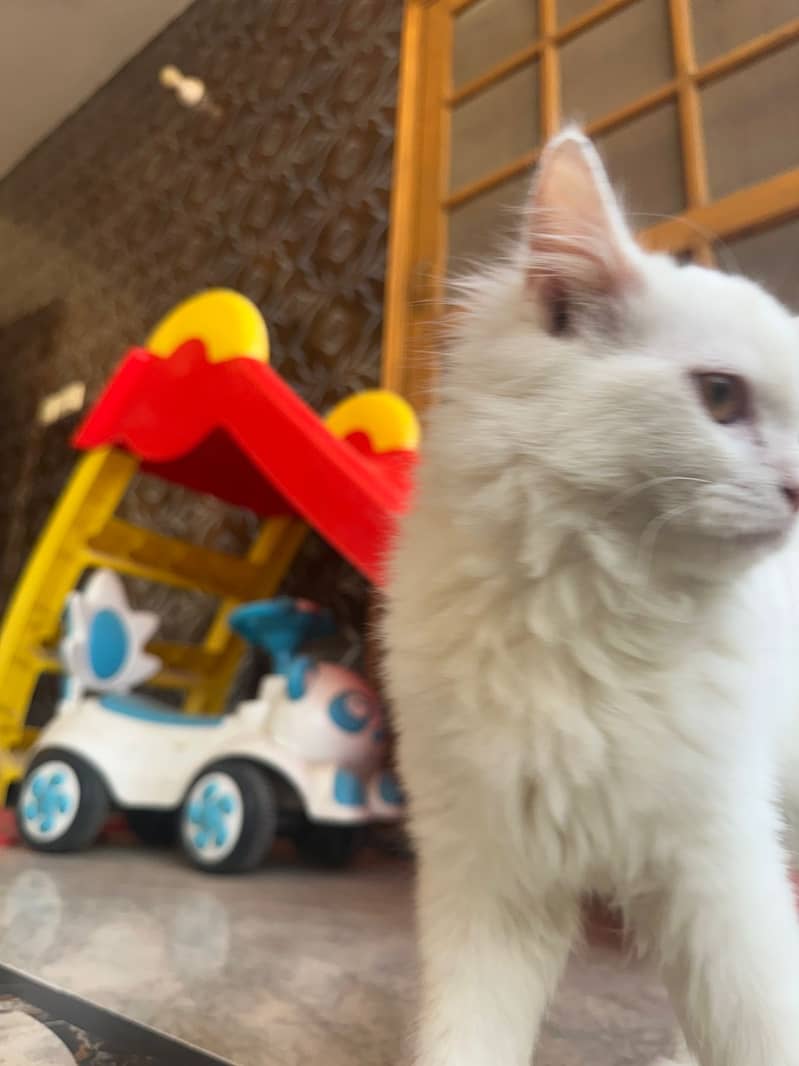 Pure Persian White Cat for Sale 5