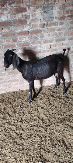 Black bakri