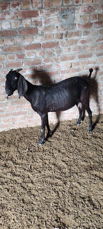 Black bakri 0