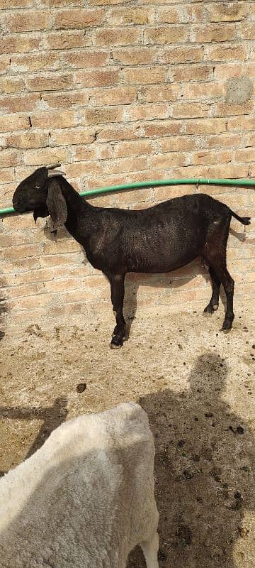 Black bakri 1