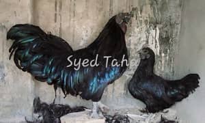 Ayam Cemani Imported blood line grey tongue